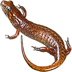 Northern Pygmy